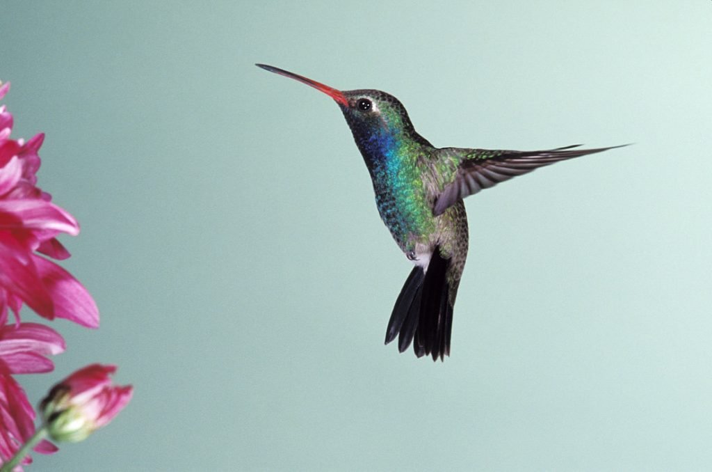hummingbird-mf1
